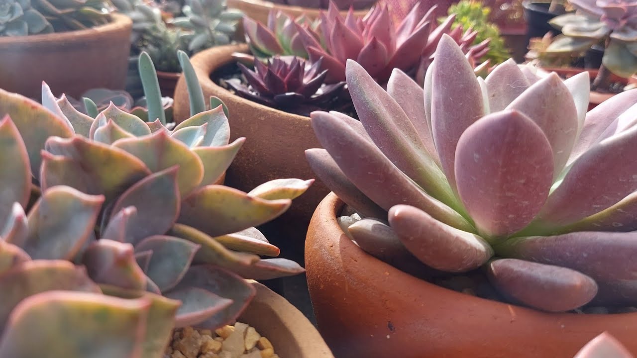 14 SUCULENTAS do Gênero GRAPTOVERIA: FACIL X DIFICIL CULTIVO.