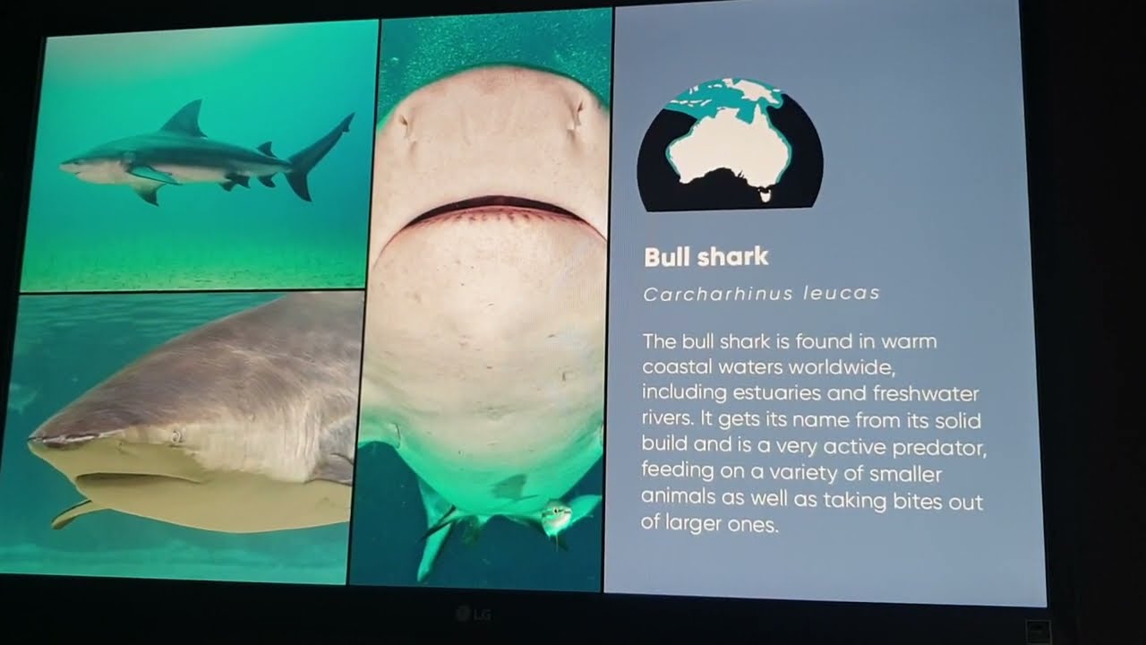 Bull Shark- Tibur&oacute;n Toro