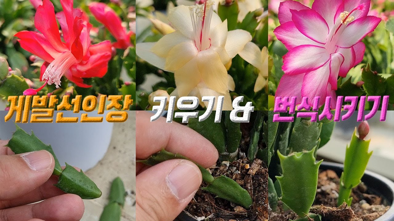 게발선인장 키우기 💐 게발선인장 번식 게발선인장 삽목 🌹 Schlumbergera care 게발선인장 꽃피우기