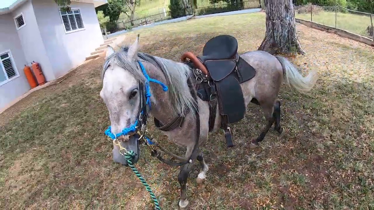 Como sacarle paso largo al caballo refinado? #elcaballoyelcaballista