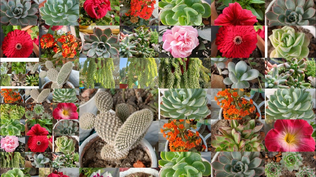 Happy New Year Friends 🎊/My New Year Garden 🏡 Tour♥️ #winterblooms #garden #succulent 