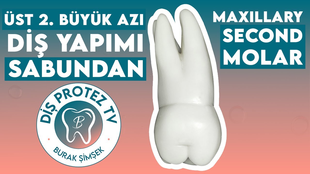 Üst 2. Molar Diş Yapımı | Maxillary Second Molar | Diş Morfolojisi