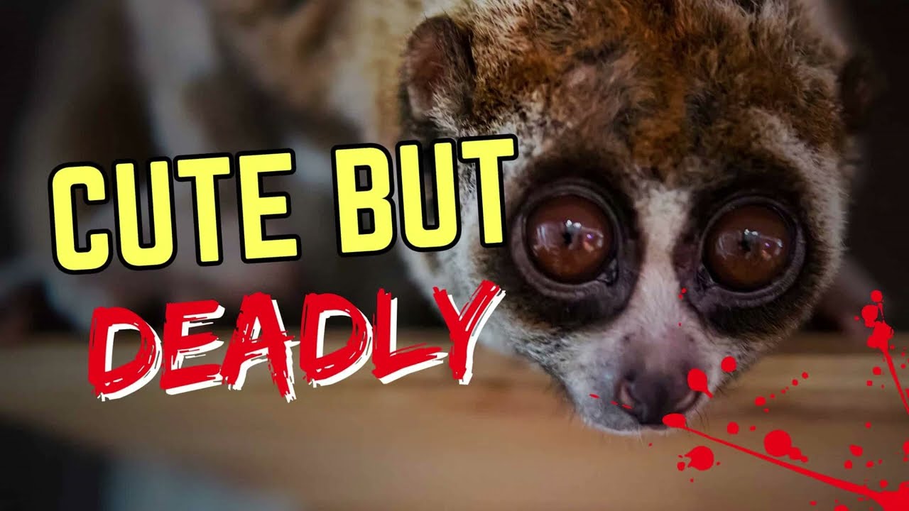cute but dangerous animals