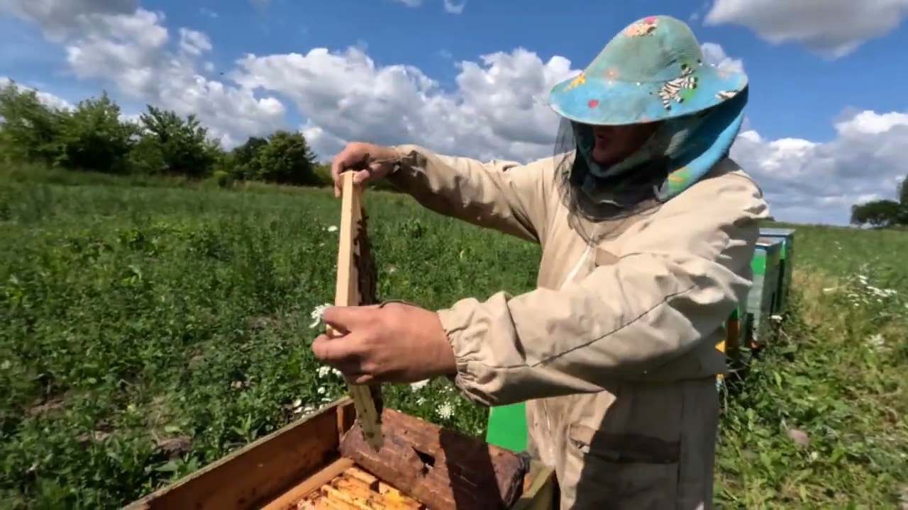 Kā pastiprināt vāju saimi