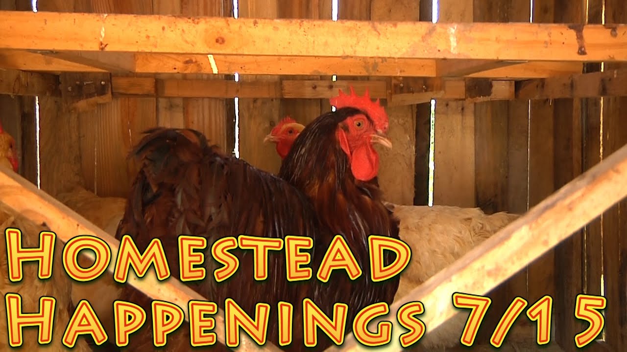 Homestead Happenings 7 15 Big Family Homestead