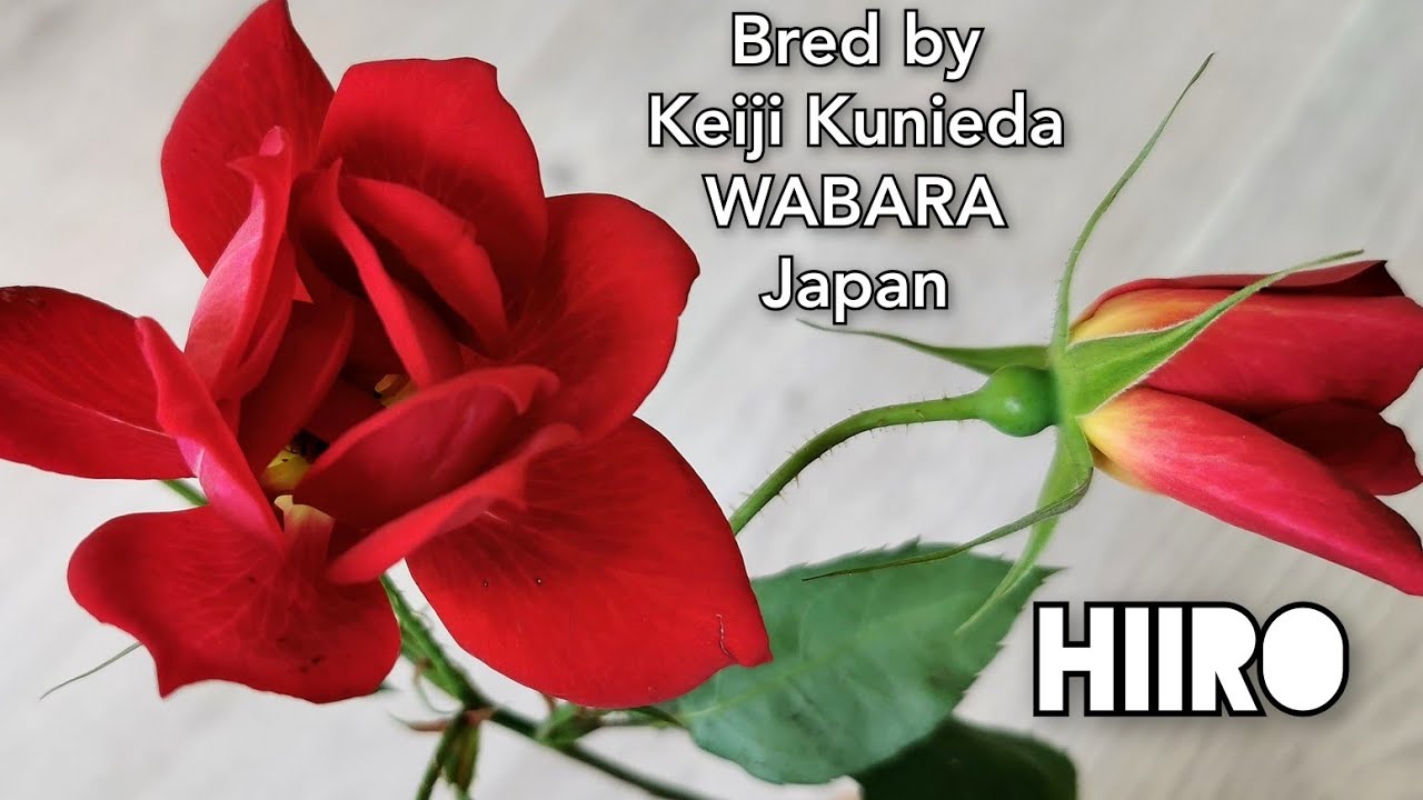 HERO (HIIRO) ROSE plant by WABARA Rose Farm KEIJI Japan 和バラ ひいろ　ローズファームケイジ