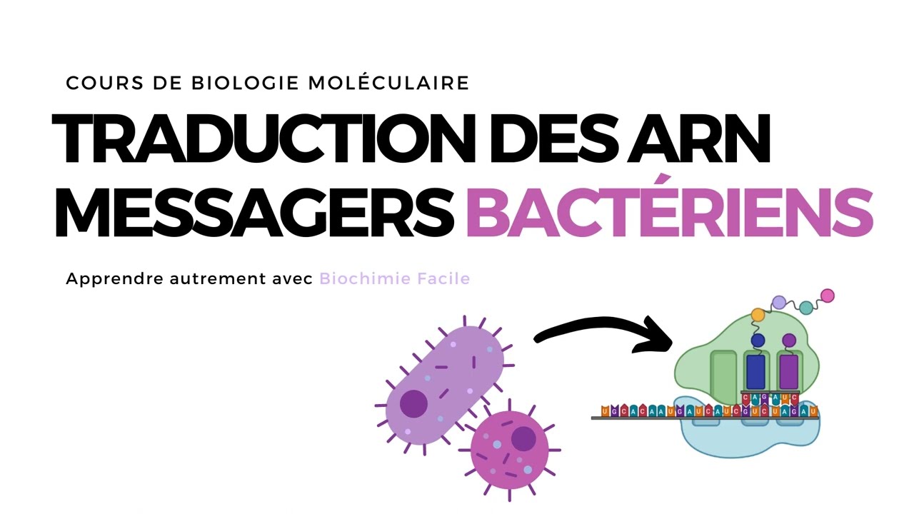 TRADUCTION CHEZ LES PROCARYOTES | ACIDES NUCLEIQUES