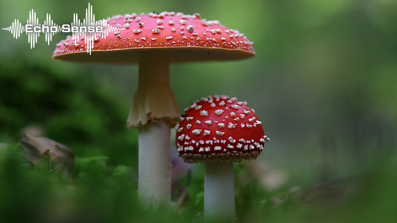 Late Night Techno Mix &ndash; Dark & Hypnotic Rhythms &ndash; Echo Sense Music