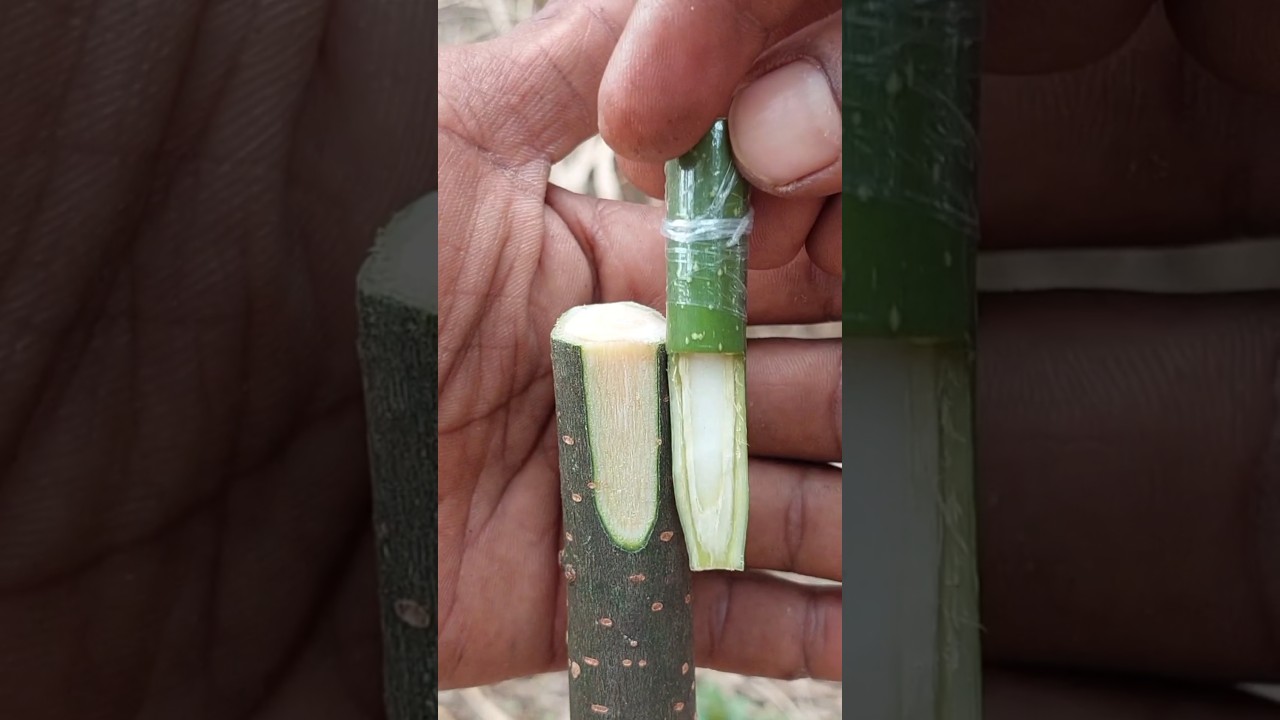 plant grafting techniques 
