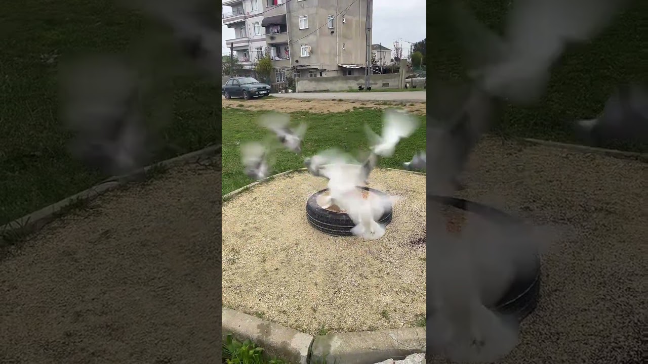 Ucumdaki yavrulara martı daldı