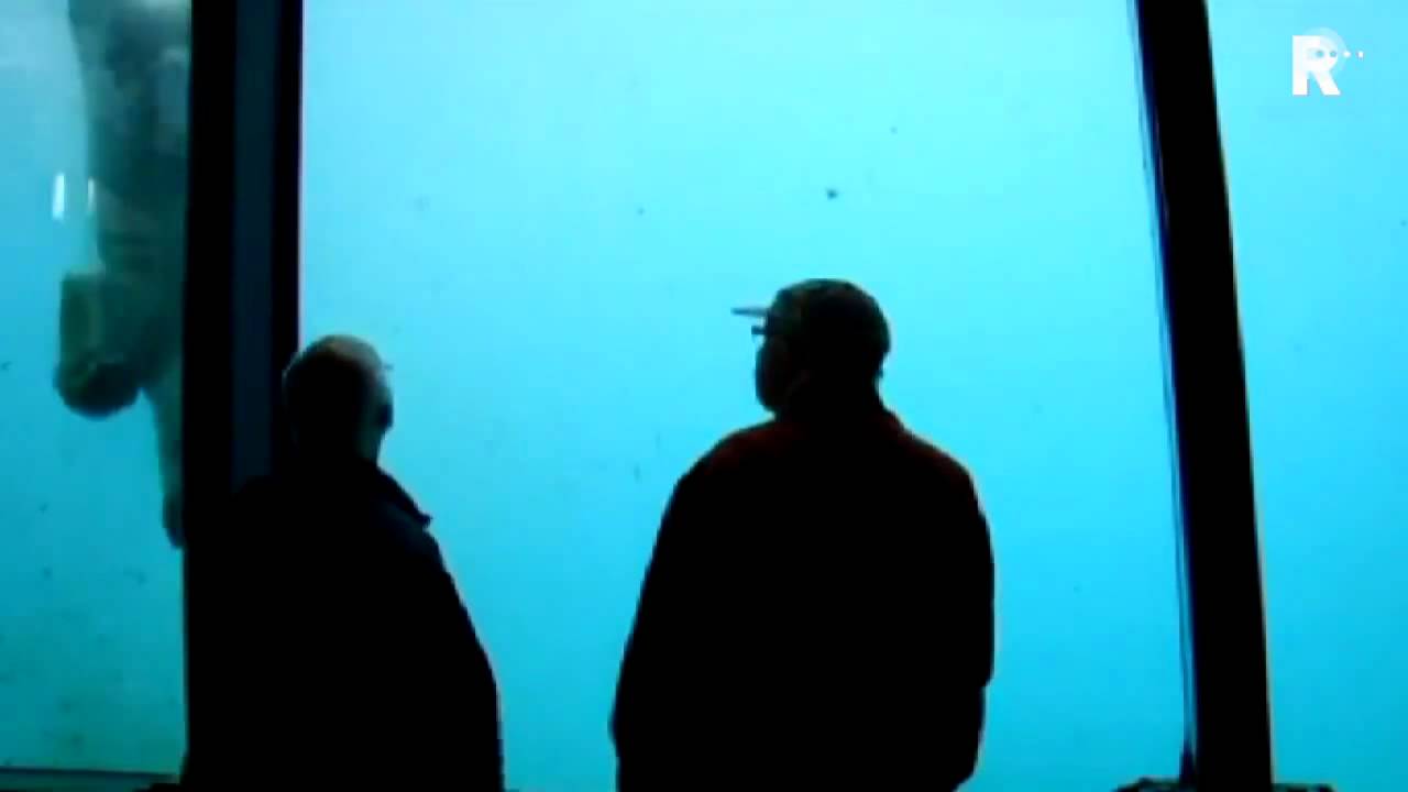 Angry Polar Bear smashes viewing glass