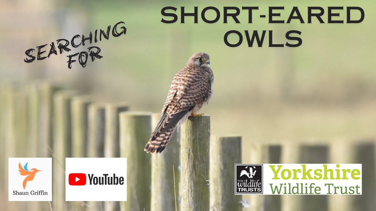Searching for short-eared owls on Kilnsea Wetlands (Nov 24)