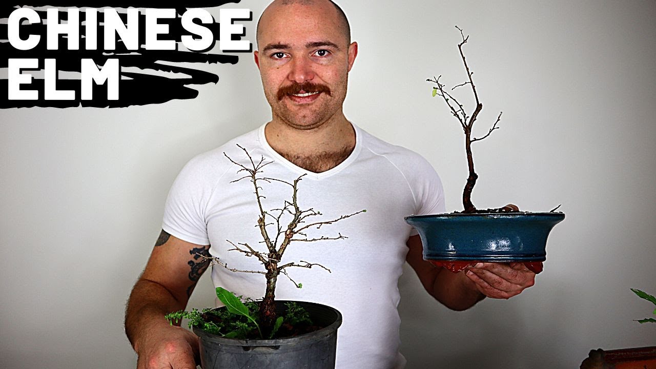Pruning and root pruning Chinese Elm Bonsai | Bonsai For Beginners