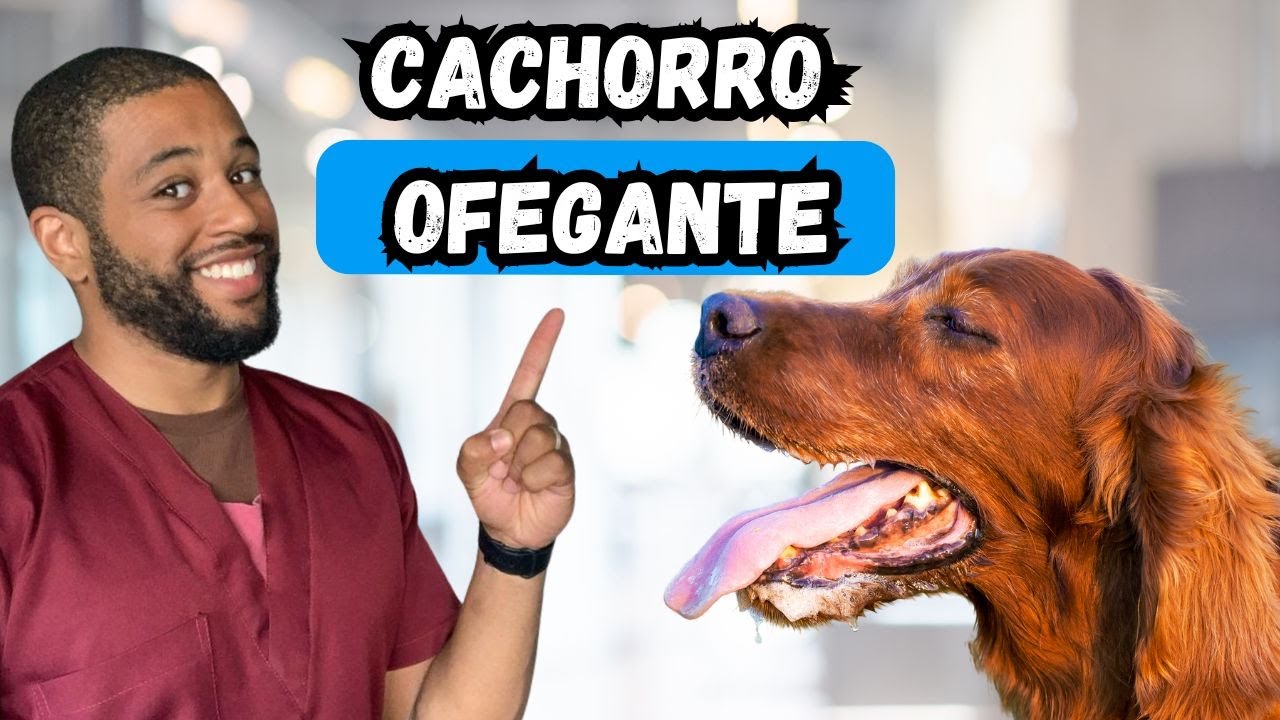 Cachorro com RESPIRAÇÃO curta e rápida. CÃO OFEGANTE.