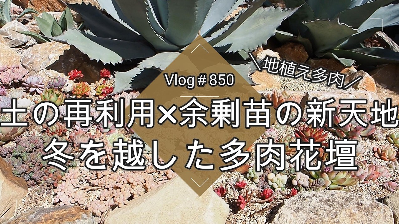 【Vlog850】【多肉植物】古い土の再利用×余剰苗の新天地🌵冬を越した多肉花壇【地植えエケベリア】