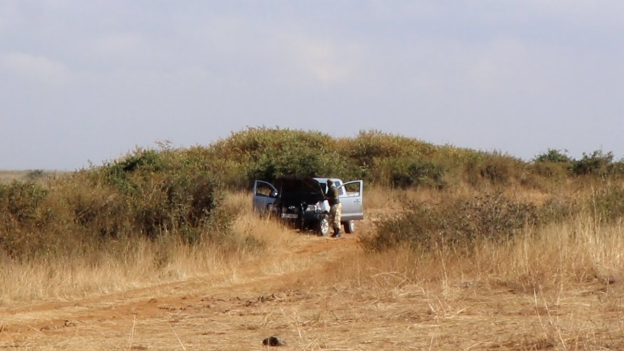 Male lion walking towards a man fixing his car