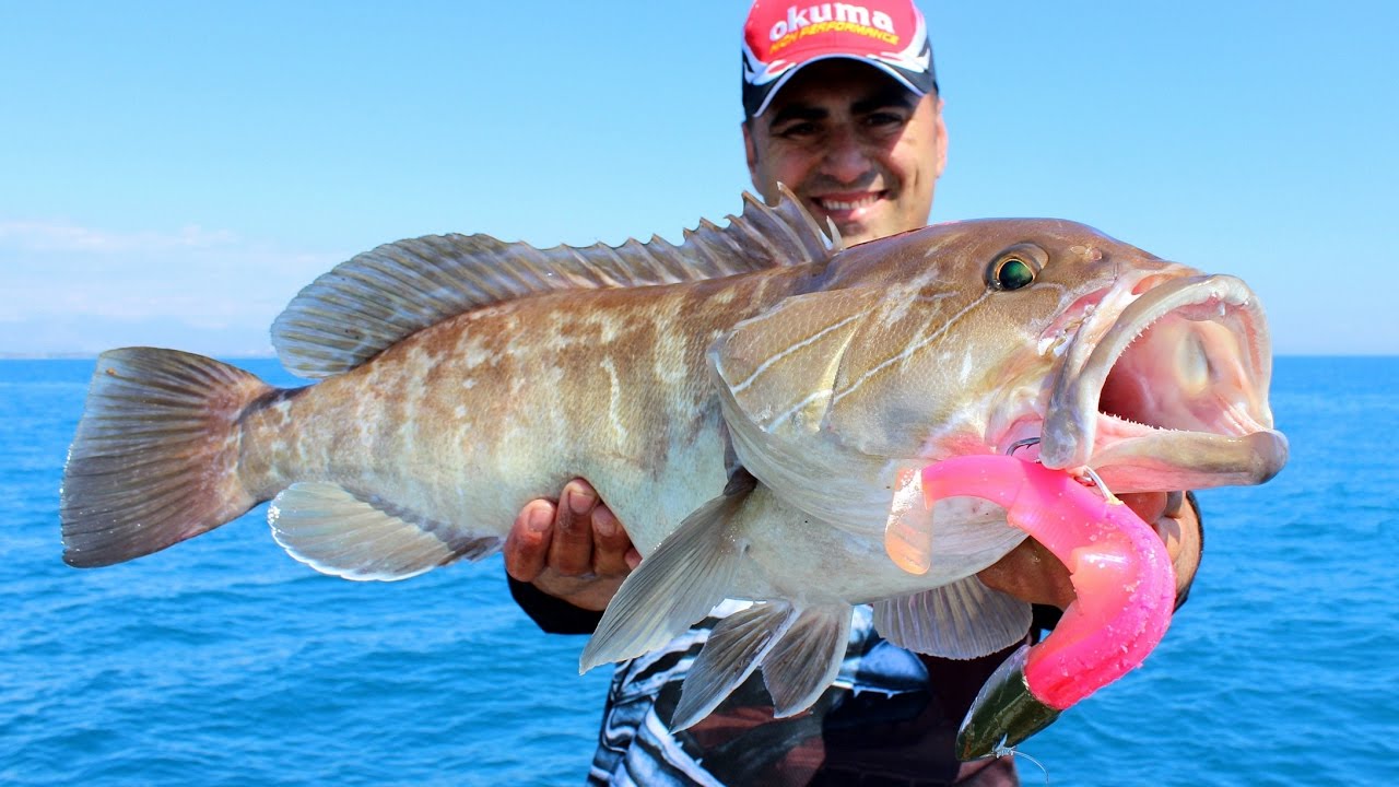 Fiiish Black Minnow İle Ak Lahoz Avı ( White Grouper Live Strike )