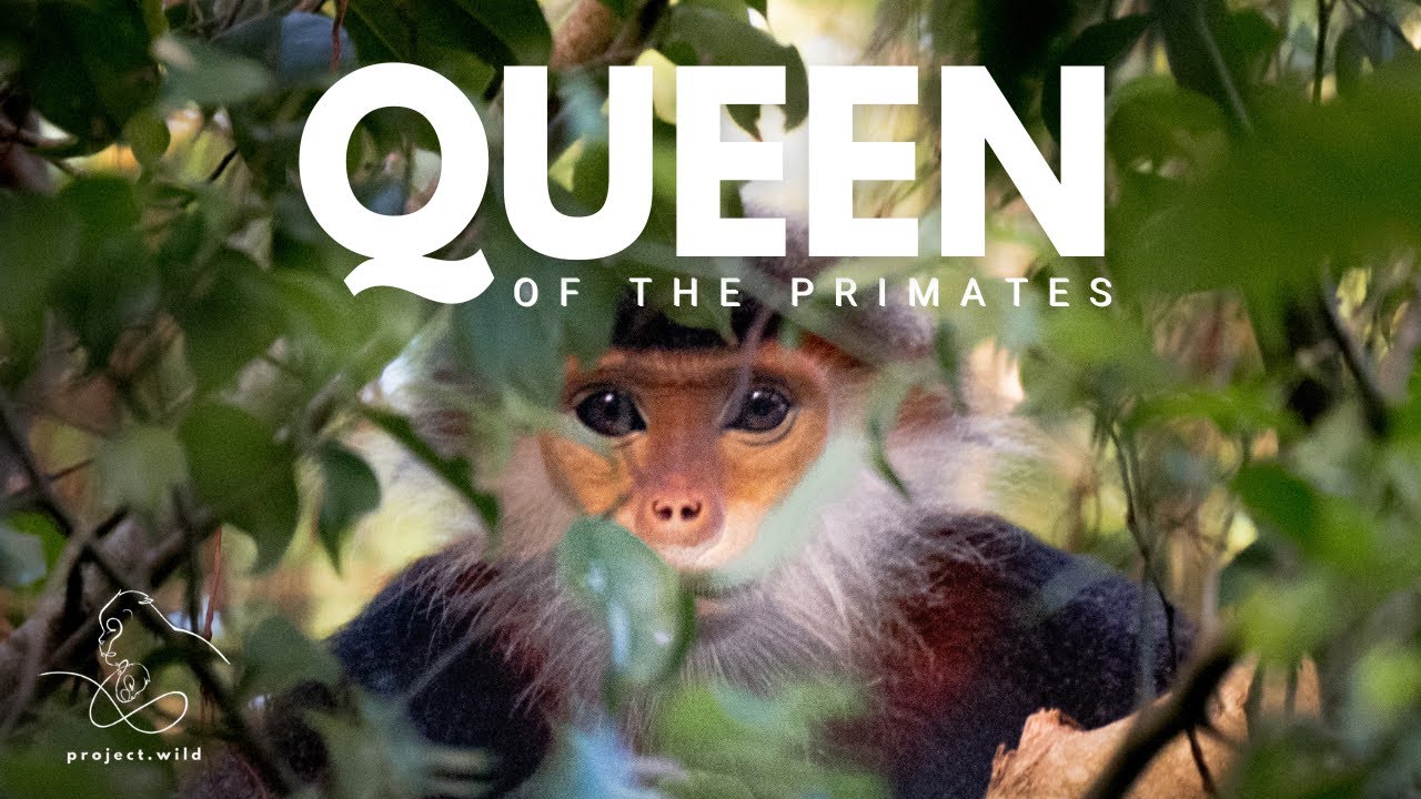 Queen of the Primates | Conservation & Community: Red-Shanked Douc Langurs in Vietnam (Wildlife Doc)
