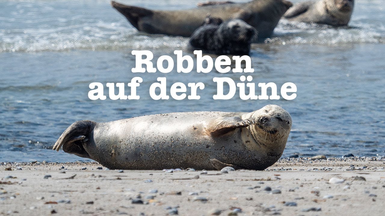 Kegelrobben auf Helgoland