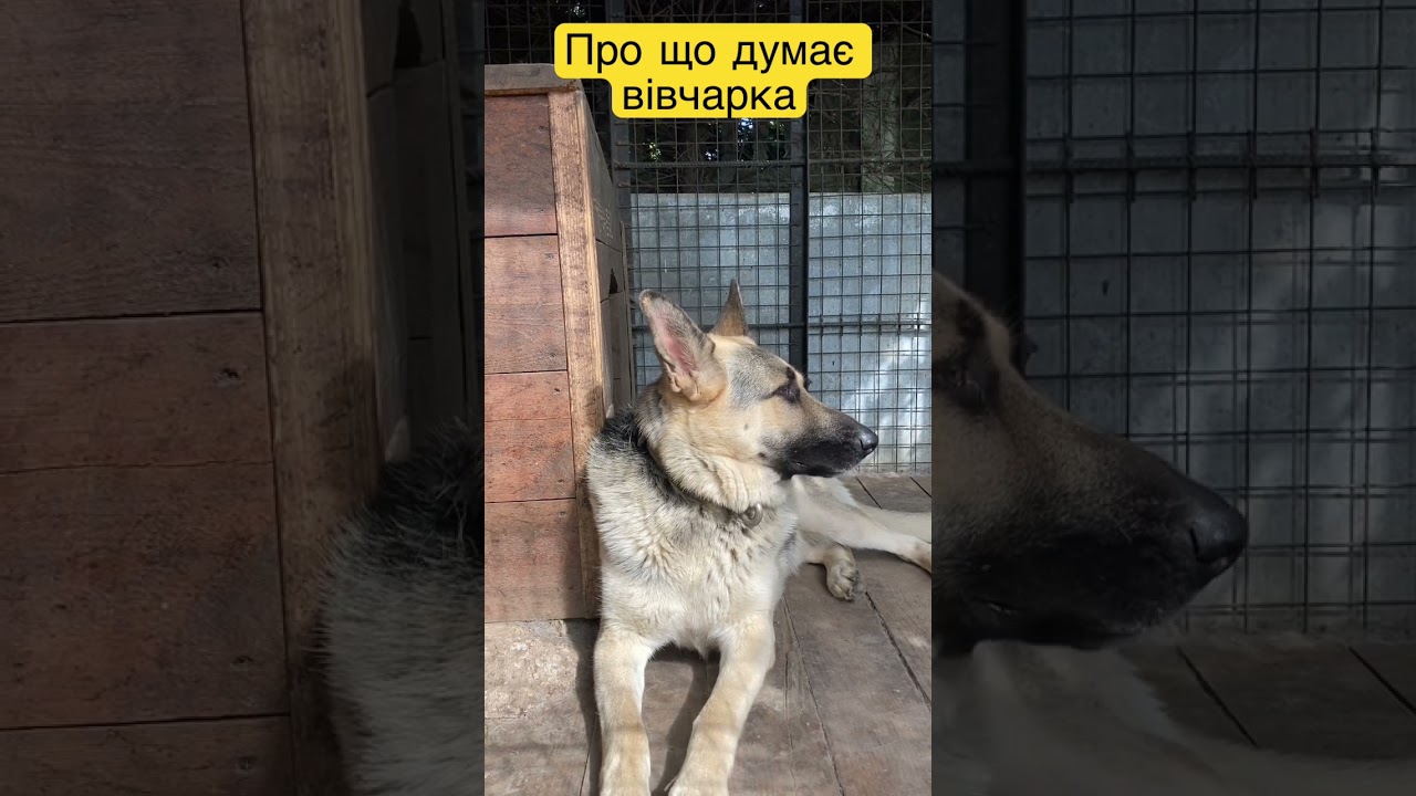 Як Ви думаєте про що думає ця вівчарка , пішіть в коментаріях&hellip;