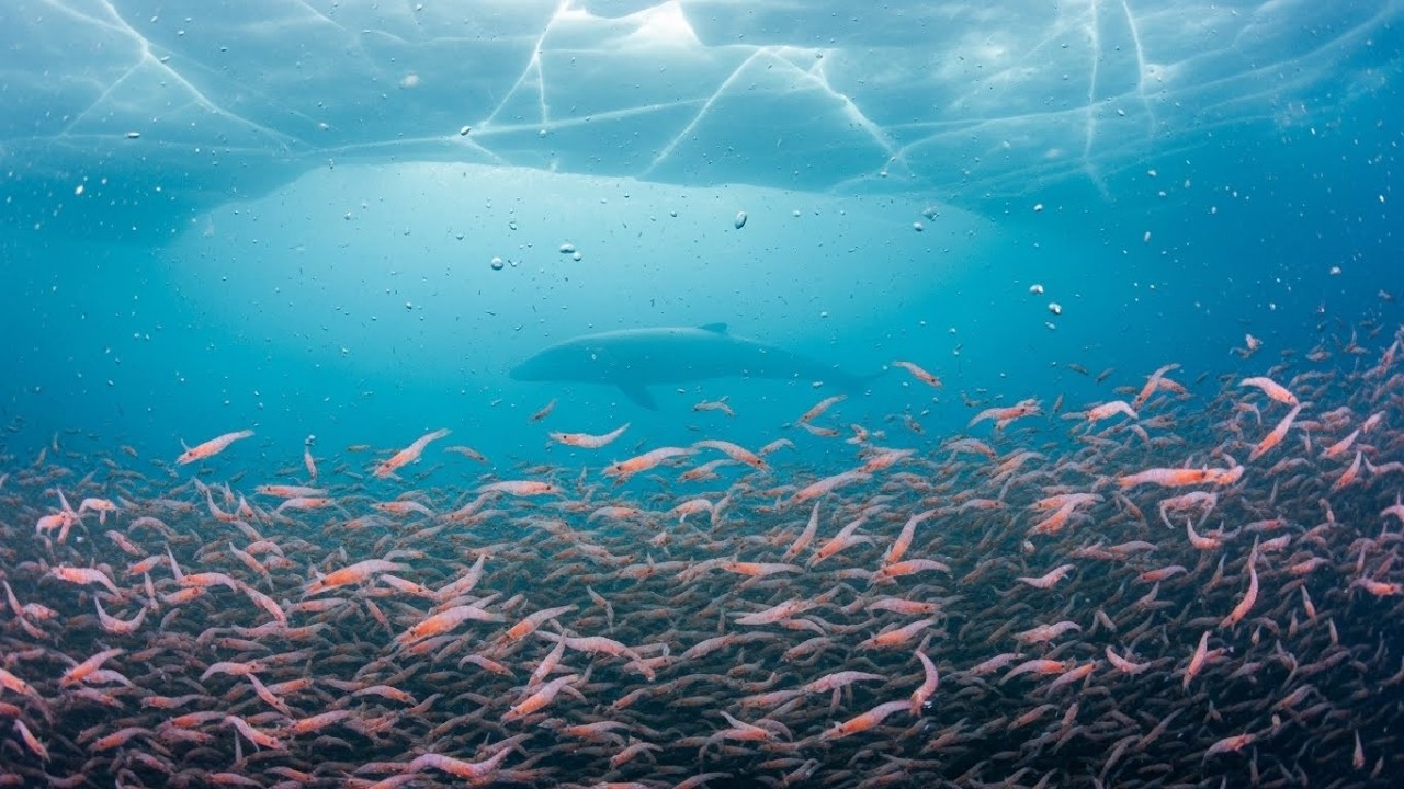Antarctic Krill - Swarms So Massive They're Visible From SPACE  | Wildlife Documentary Part10