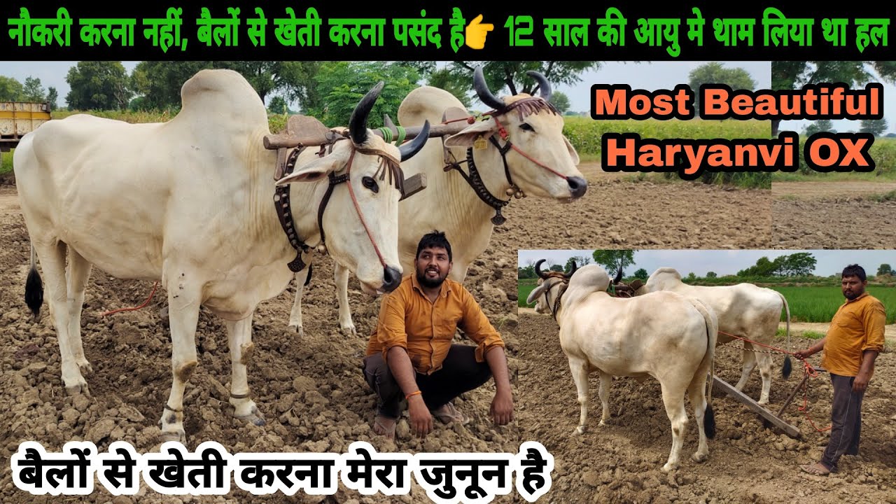 12 साल की आयु मे थाम लिया था हल 👍 #बैलों से खेती करता युवा आज नौकरी करने वाले से ज्यादा खुश है