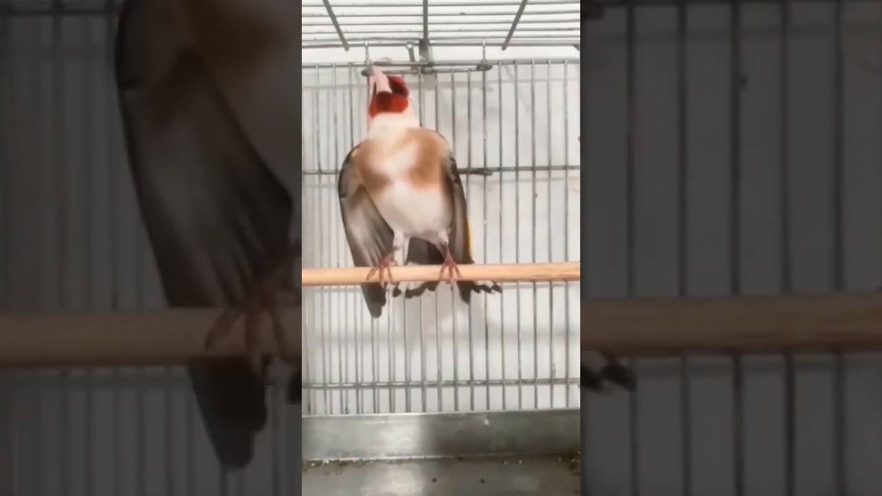 Burung finch