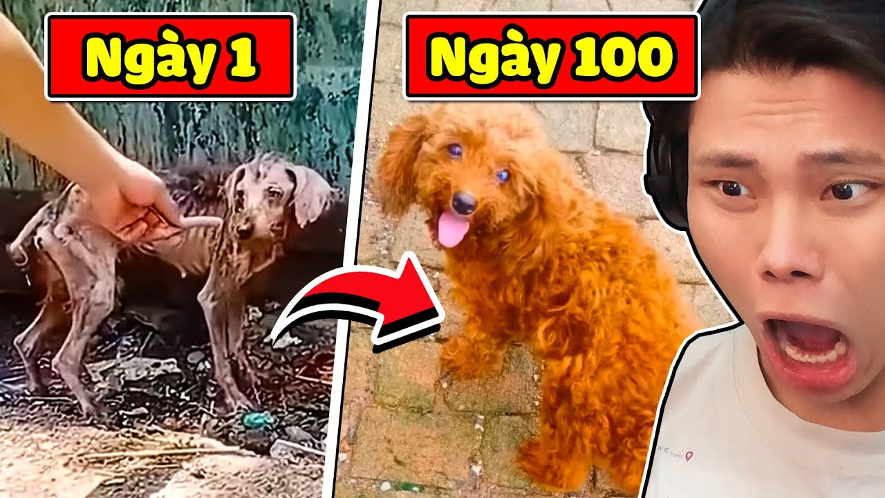 100 NGÀY GIẢI CỨU CHÚ CHÓ BỊ BỎ RƠI Ở BÃI RÁC | JAYGRAY REACTION THỬ THÁCH CẤM KHÓC 😔😭