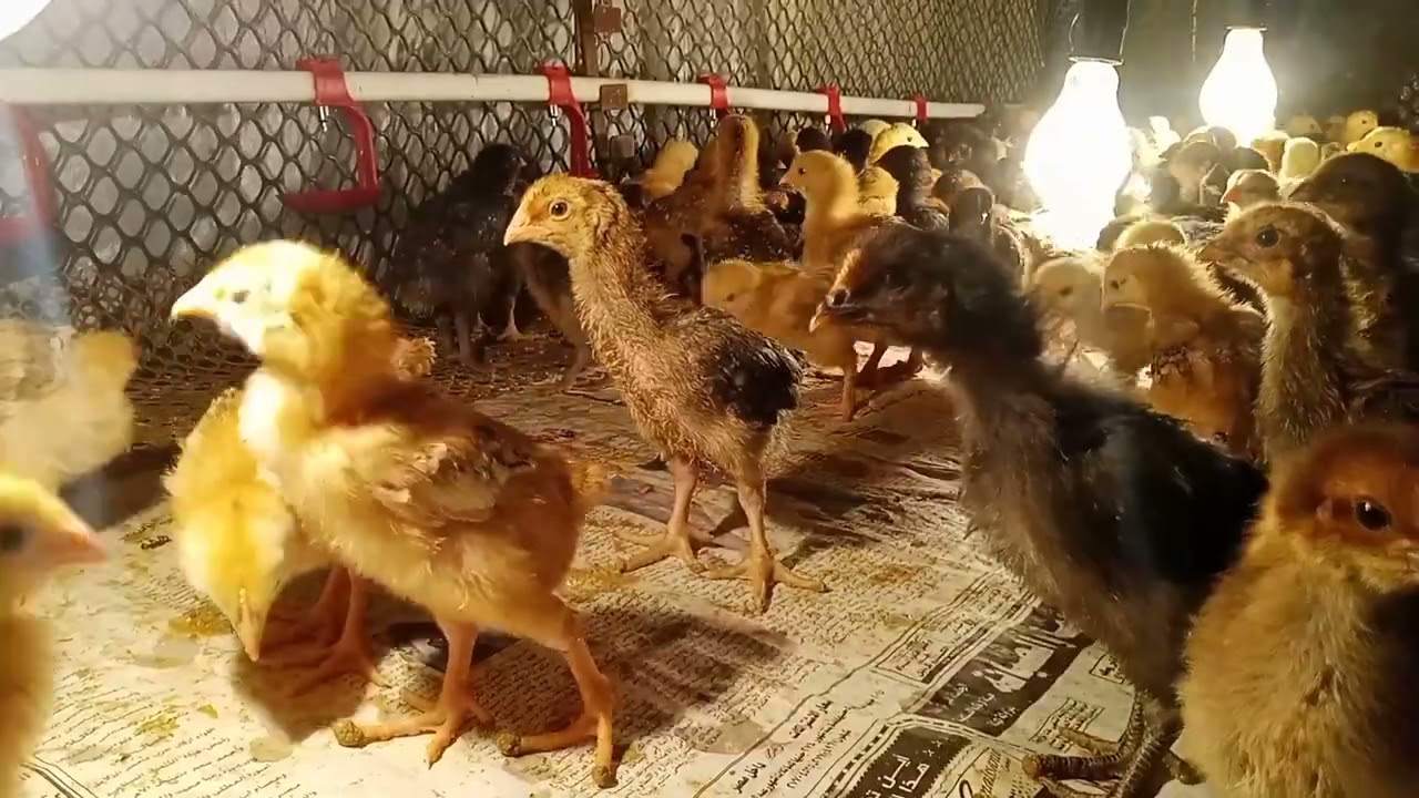 بطاريات دجاج التسمين والبط واشكالها ومميزاتها وعيوبها وأماكن بيعها والفرق بين بطاريات الحديد والخشب