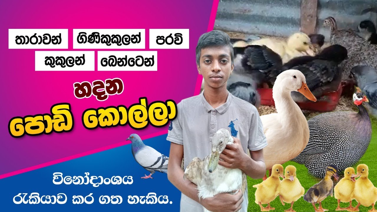 පුංචි කොල්ලගෙ පුංචි ගොවිපල, BST Saman, poultry Farm,Dulitha