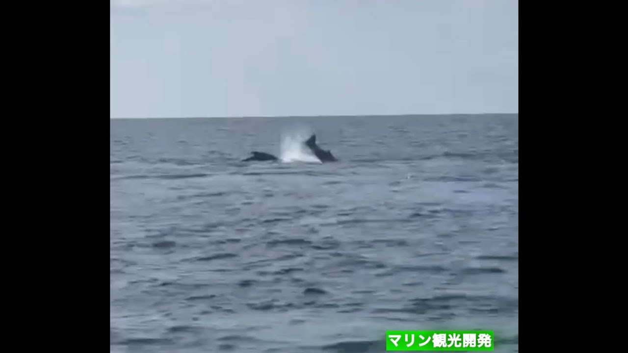 2026.2.15ホエールウォッチング