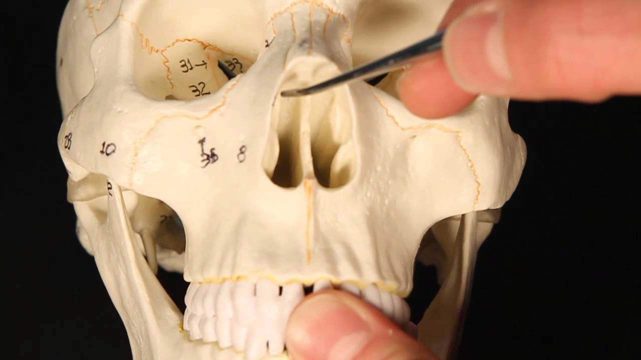 Ethmoid Bone 🦴 #SkullAnatomy