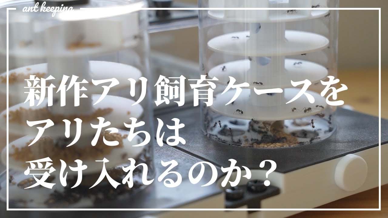 新型アリ飼育ケースでアリを飼育する【横置きリンクスv2】#2