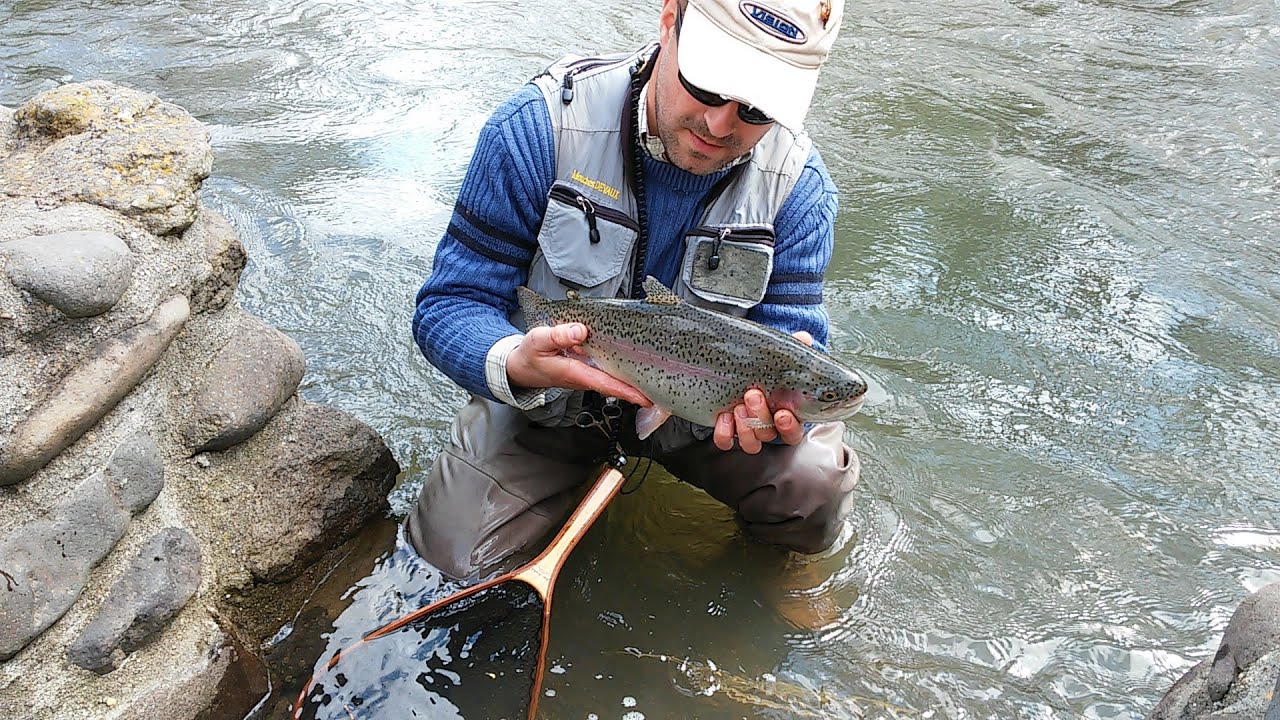 Pescuit la musca /Fly fishing- Tarnava Mare, Pastrav curcubeu 43cm