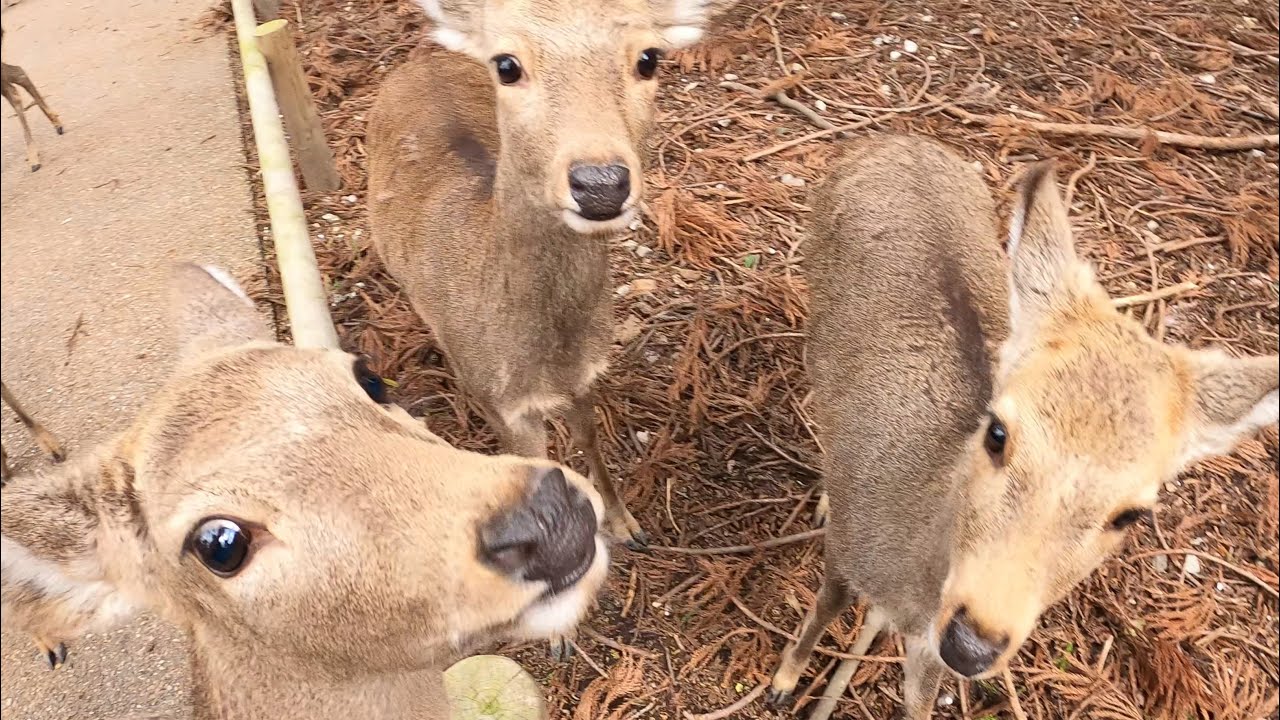 お水取りが始まった奈良公園と鹿さん