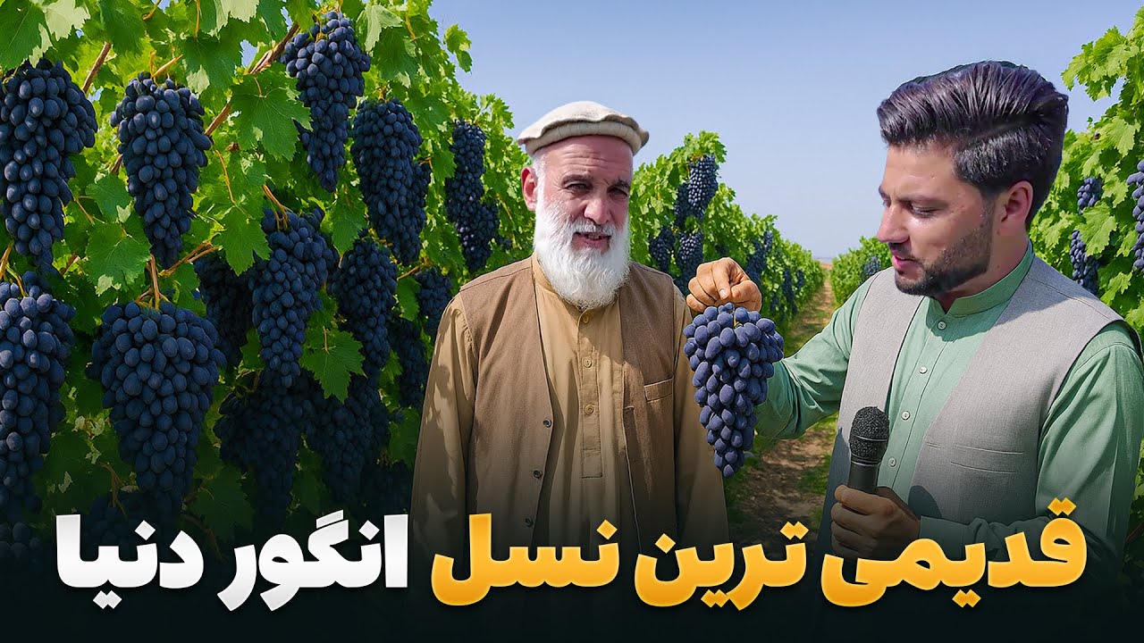 قریه به قریه - سفر به یکی از قدیمی ترین باغ های انگور در قریه میوه خاتون
