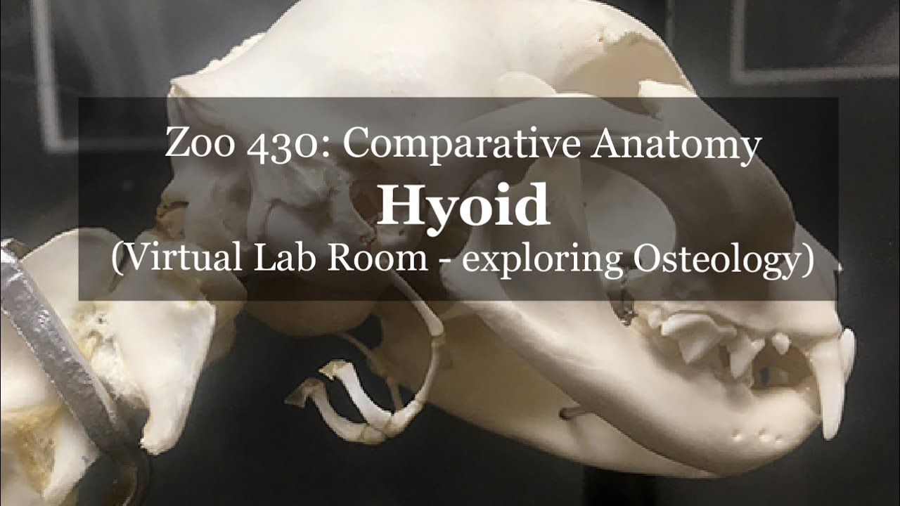 Osteology: Hyoid