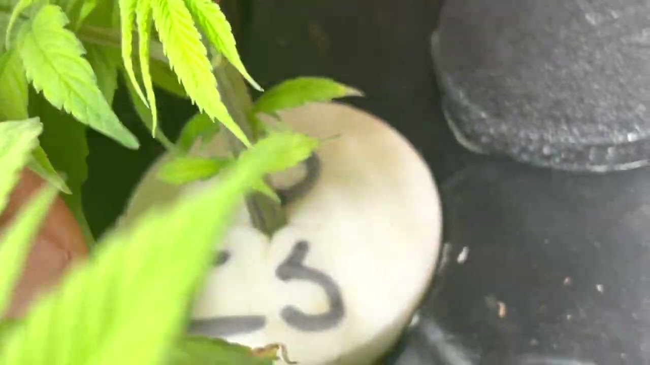 Citrus sap grow journal