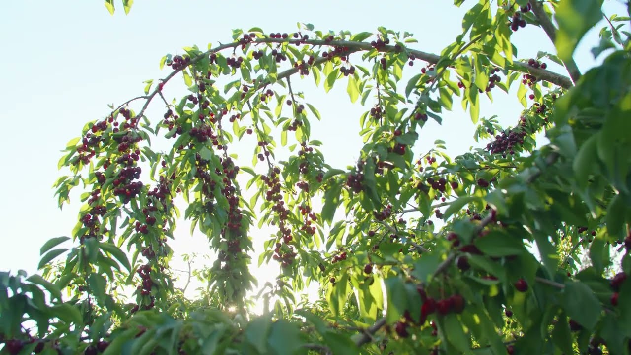 Sherman Creek Orchard