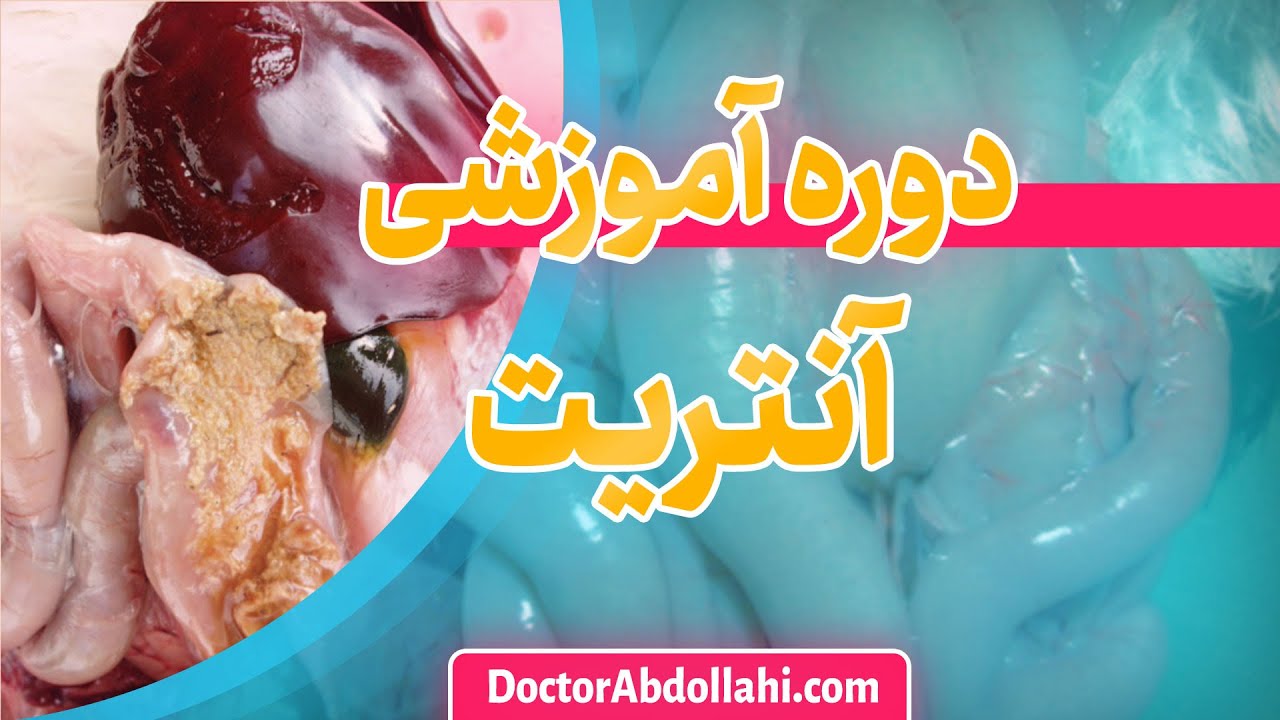 دوره آموزش آنتریت نکروتیک در طیور