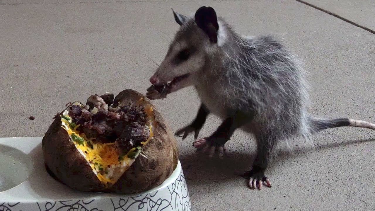 Little Nugget Eats Brisket Loaded Baked Potato