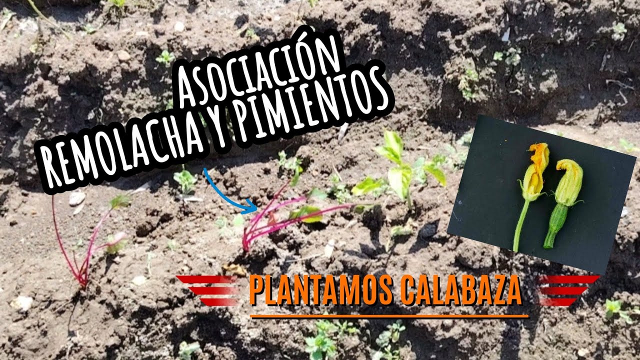Mi asociación remolacha y pimientos🫑,plantamos calabaza y calabacín en el pueblo