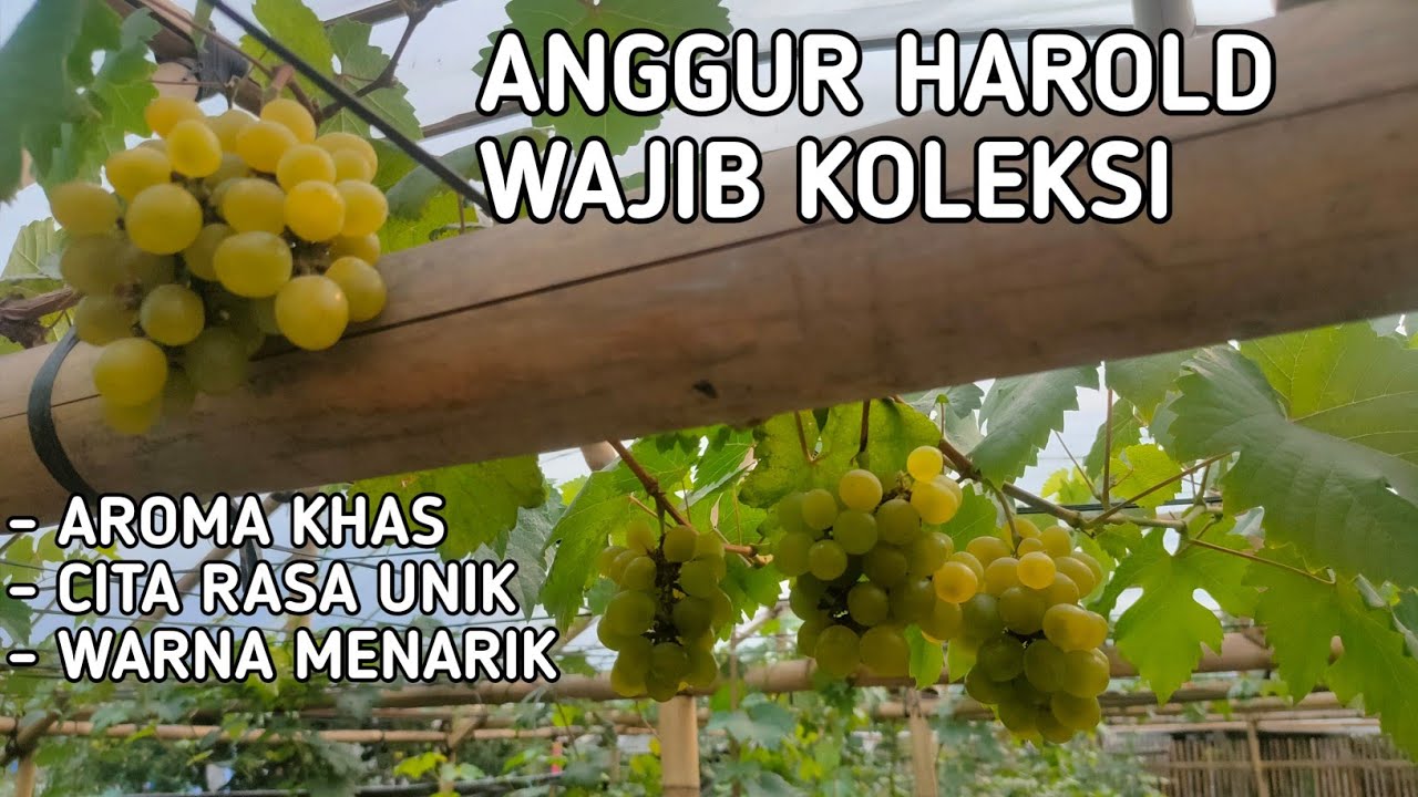 PENGHOBY LAMA PASTI PUNYA ANGGUR VARIAN INI || REVIEW ANGGUR HAROLD