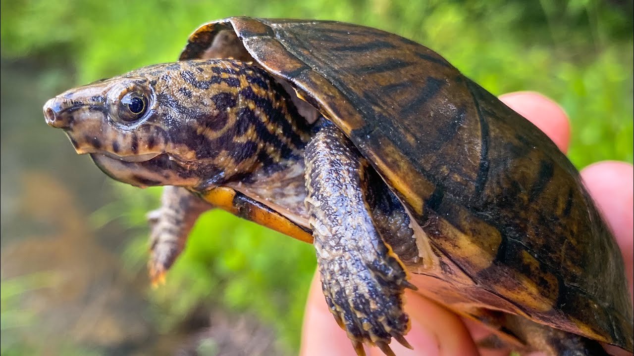 Searching Alabama and west Georgia for turtles with friends!!!