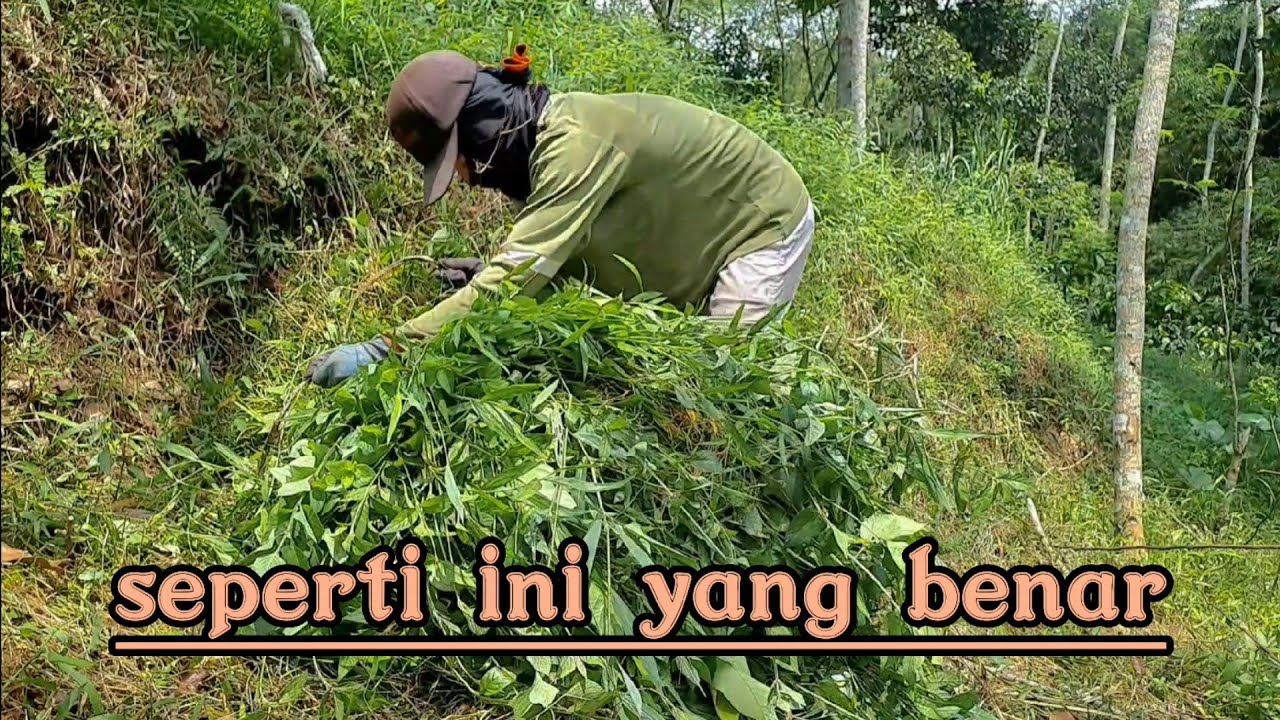 CARA MENGIKAT RUMPUT YANG BENAR|TUTORIAL MBENTEL SUKET