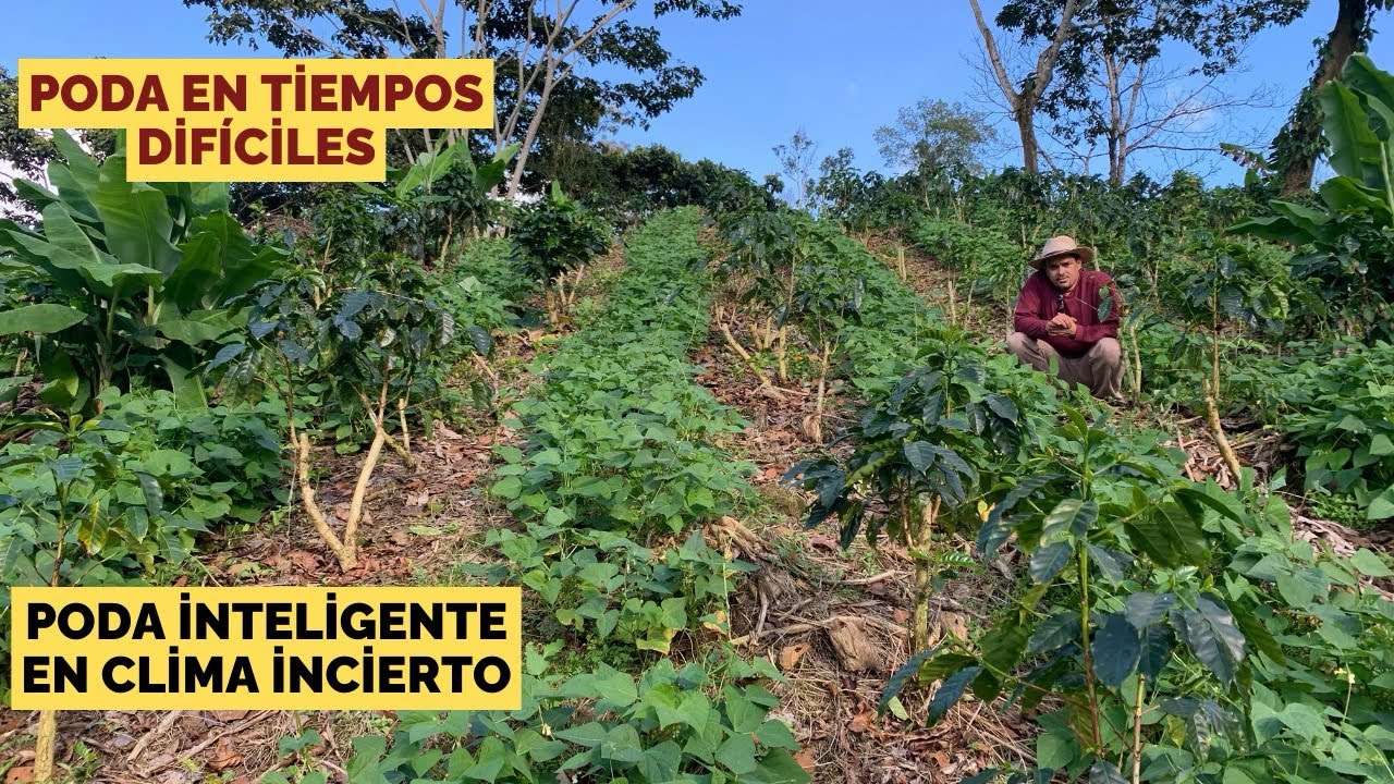 ¿Cómo renovar una finca cafetalera en tiempos de incertidumbre? #cafe 