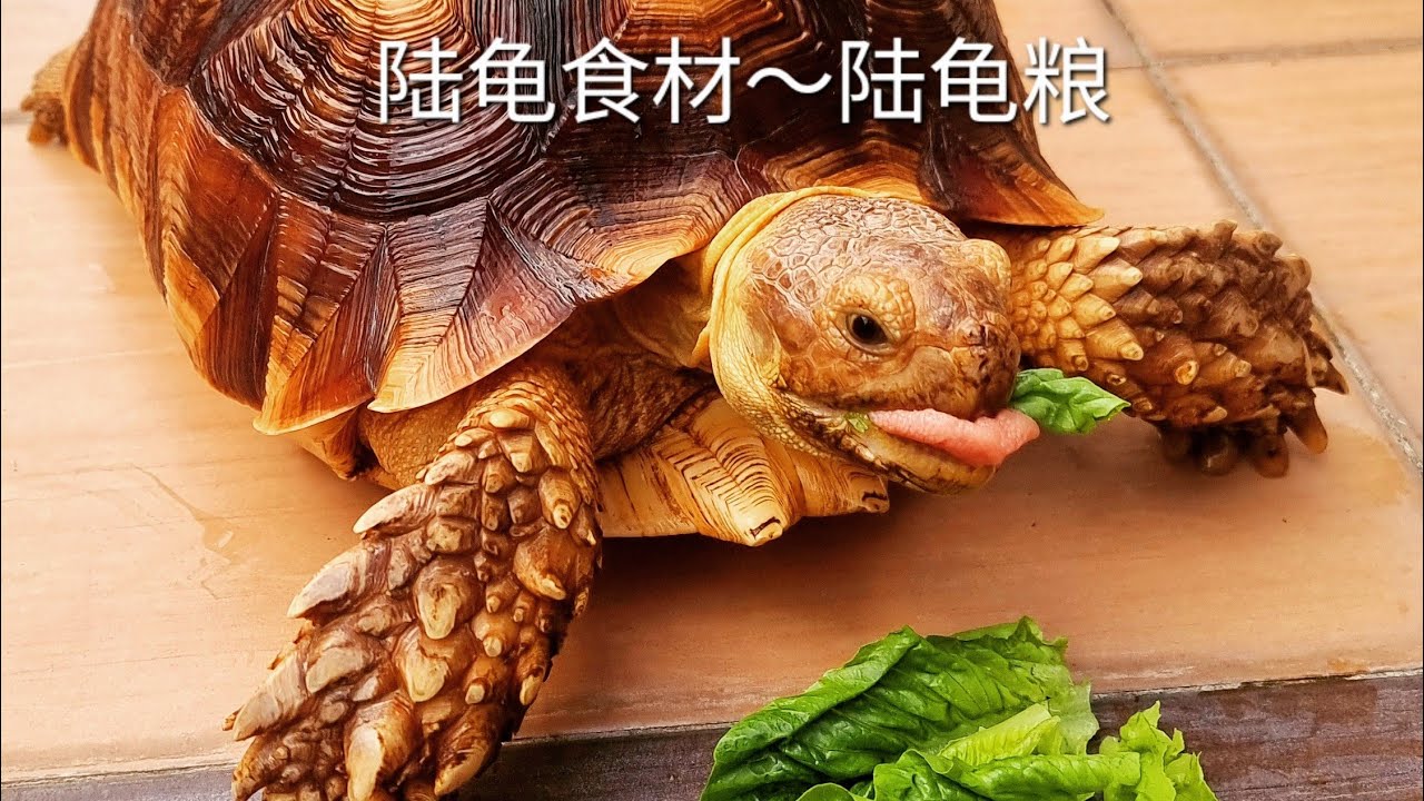 陆龟食材 第二集～陆龟粮