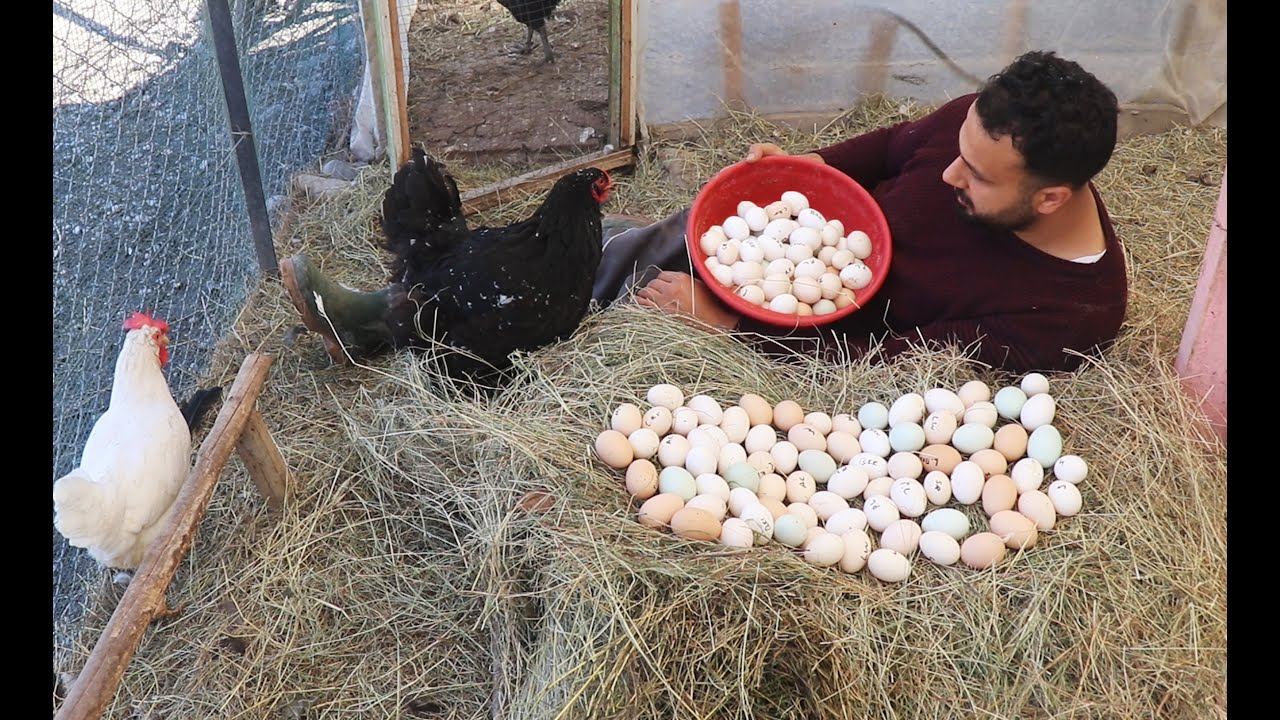 Folluklardan 4 Gün Cins Tavuk Yumurtalarını Toplamadım Sonuç!