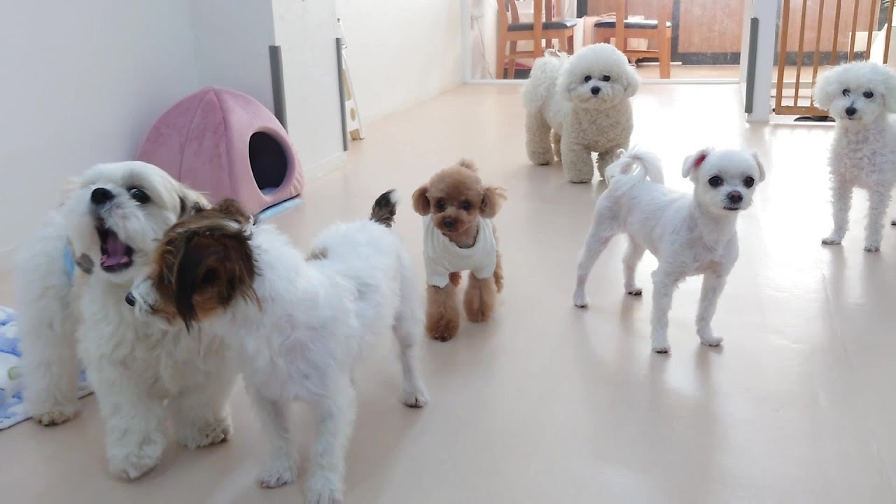 白っぽい犬が多い日　🐶ひみつきちなう！②🐶  2023年11月24日