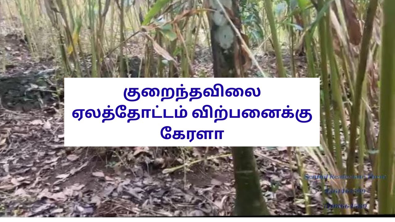 Low rates Cardomom estate sales in Kerala.